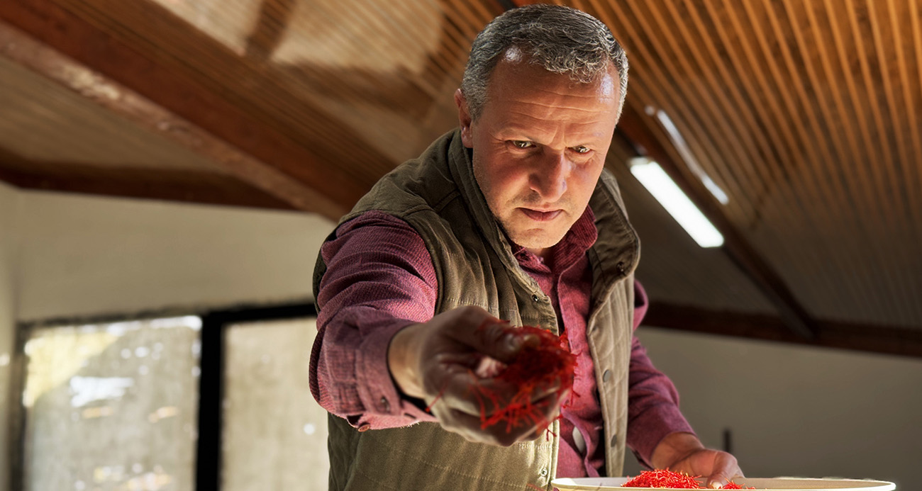 AB tescilli safranın hasadı devam ediyor