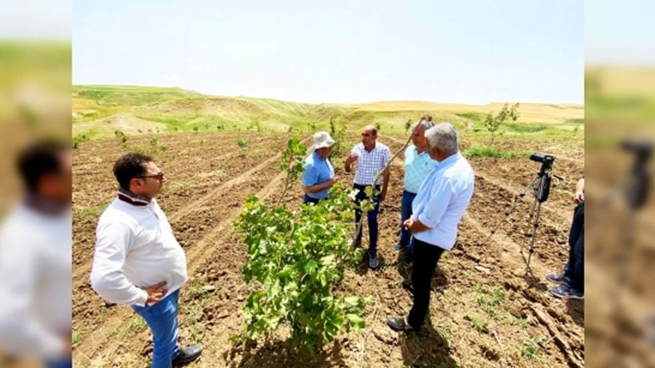 Fıstık yetişir mi Diyarbakır da