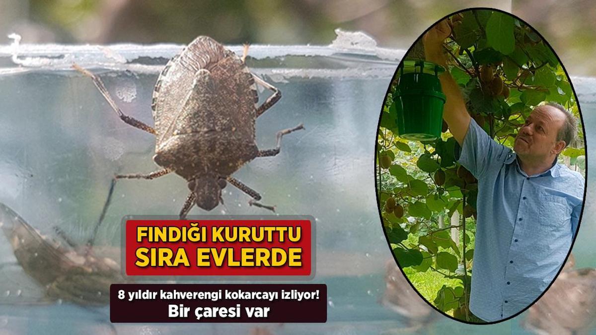 Fındığı kuruttu, sıra evlerde.Bir çare aranıyor
