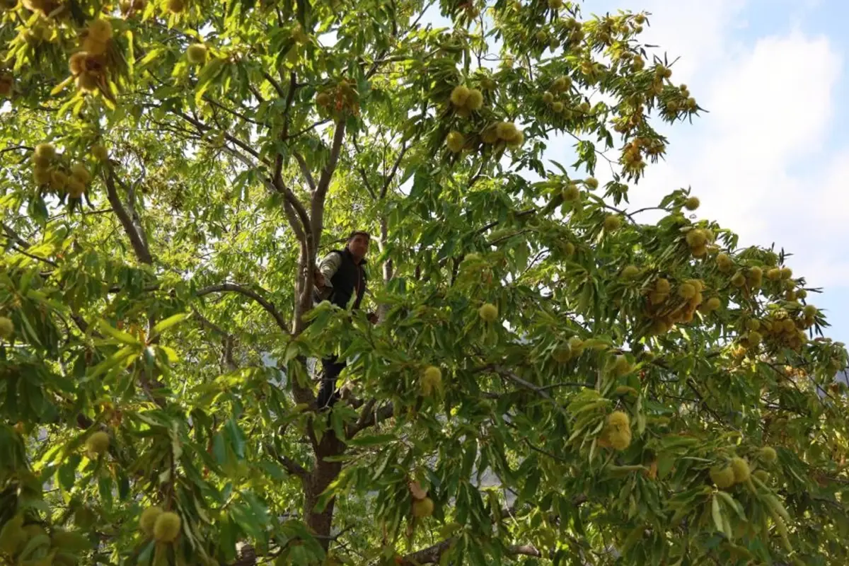 Hasat başladı! Günlük 5 bin TL kazanç elde ediyorlar