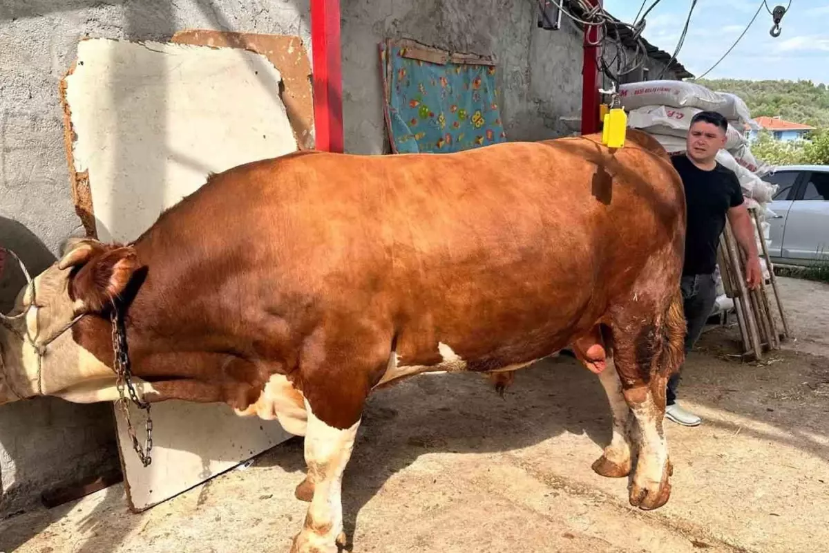 Otomobil fiyatına kurbanlık boğa satışa çıktı